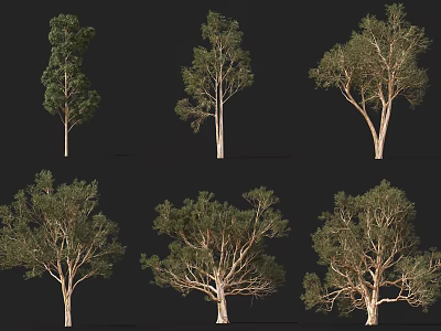 Various Arbor Trees With Different Crown Shapes And Trunk Structures 3d model