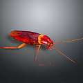 Red Cockroach with Long Antennae Shiny Exoskeleton and Detailed Closeup on Dark Background