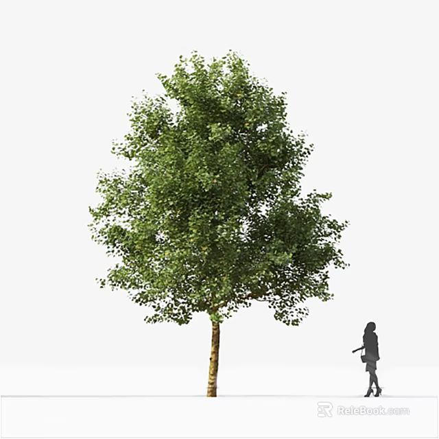 Tall Arbor With Lush Green Foliage And Person Silhouette In Outdoor Scene 3d model 