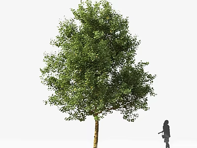 Tall Arbor With Lush Green Foliage And Person Silhouette In Outdoor Scene 3d model