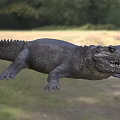 African pygmy crocodile creature 3d model