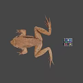 3D Render Of Brown Frog With Colorful Rubiks Cube On Gray Background