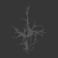Leafless Tree With Thin Branches On Black Background And Height Measurement Scale 3d model
