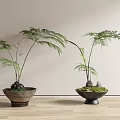 Bonsai Potted Plants with Lush Fern Leaves in Terracotta and Black Pots on Wooden Floor
