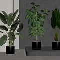Indoor Potted Plants With Large Green Leaves In White Ceramic Pots For Modern Interior