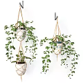 Multiple Macrame Hanging Planters With Trailing Green Plants And Ceramic Pots