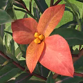 Vibrant Red Flower With Yellow Stamens And Lush Green Leaves