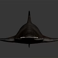 Realistic Long Snouted Shark Model With Serrated Teeth Scientific Display Equipment