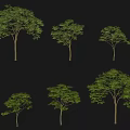 Different Forms Of Arbor Trees With Lush Green Foliage And Straight Trunks