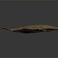 Detailed Brown Flounder Fish With Red Body Part On Gray Background
