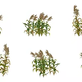 Different Growth Stages of Agricultural Crops With Green and Yellow Leaves and Spike Tops