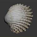 Natural Seashell With Detailed Surface Texture And Curved Shape On Gray Background