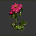 Beautiful Pink Camellia With Yellow Stamen And Green Leaves On Dark Background