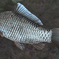 Close Up Common Carp With Detailed Scales Silver Brown Body Natural Freshwater Aquatic Animal