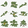 Organic Vegetable Plants Showcasing Vibrant Green Leaves And Yellow Flowers