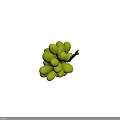 Fresh Ripe Juicy Green Grapes Bunch With Green Leaves And Vine