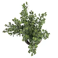 Transparent Glass Vase With Fresh Green Leafy Plants And Water Inside