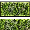 Living Plant Wall With Lush Green Foliage For Indoor Vertical Garden Decor