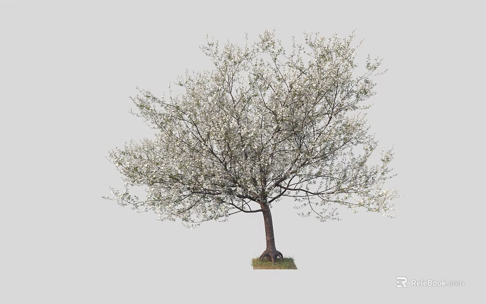 Blooming Tree with White Flowers and Brown Trunk Isolated on Light Gray Background 3d model 