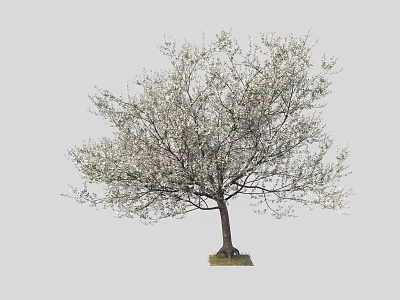 Blooming Tree with White Flowers and Brown Trunk Isolated on Light Gray Background 3d model
