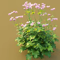 Pink And White Flowers With Lush Green Leaves Blooming Densely In Meadow