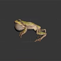 Green Frog with Inflated Throat Brown Legs on Dark Background and Reflection