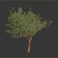 Ornamental Tree With Green Leaves Red Fruits And Red Trunk On Gray Background