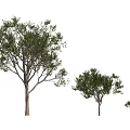 Arbor Trees of Different Sizes with Green Foliage on White Background