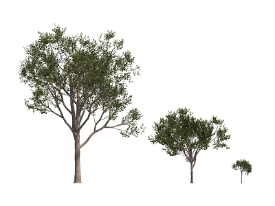 Arbor Trees of Different Sizes with Green Foliage on White Background 3d model