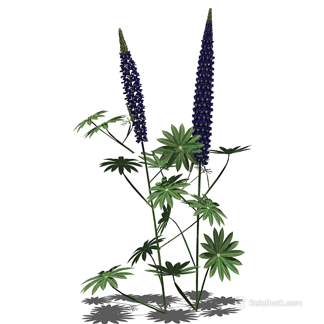 Blue Lupine Flowers With Tall Spikes And Green Palmate Leaves 3d model 