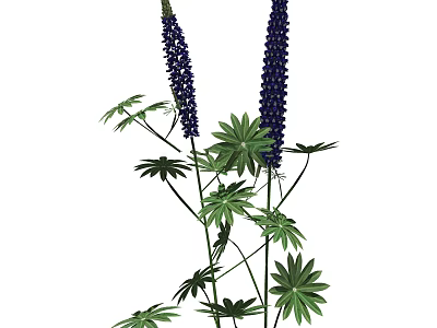Blue Lupine Flowers With Tall Spikes And Green Palmate Leaves 3d model