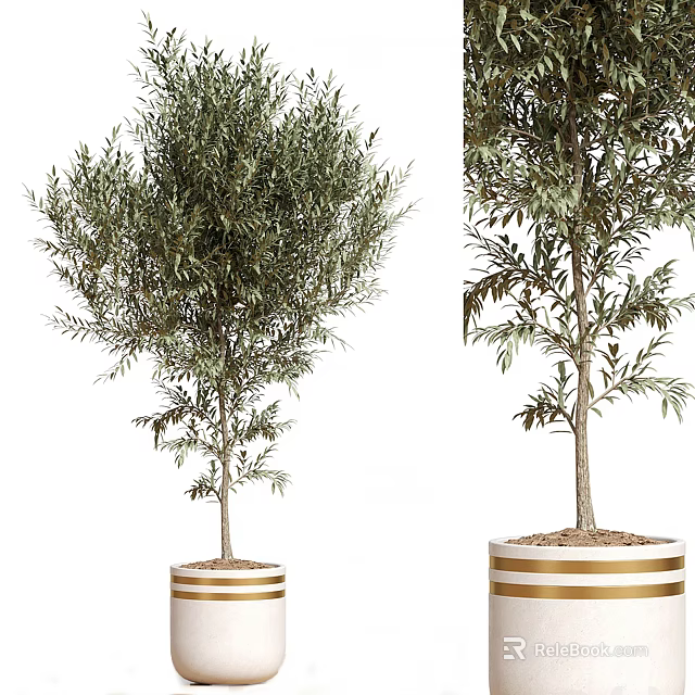Olive Tree Bonsai Potted Plant With Golden Striped White Pots And Healthy Foliage 3d model 