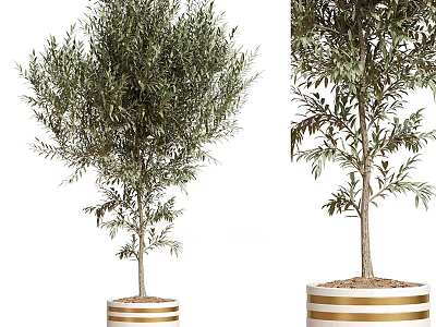 Olive Tree Bonsai Potted Plant With Golden Striped White Pots And Healthy Foliage 3d model