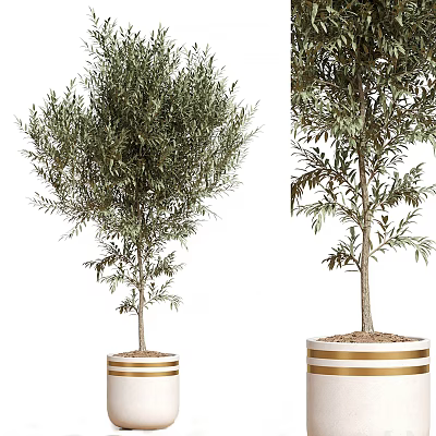 Olive Tree Bonsai Potted Plant With Golden Striped White Pots And Healthy Foliage 3d model