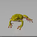 Vibrant Yellow Frog With White Spots And Pink Legs On Dark Background With Reflection