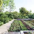 Lush Garden Landscape With Tall Trees Wooden Planted Beds Colorful Flowers And Greenery