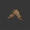Green Frog with Inflated Throat Brown Legs on Dark Background and Reflection