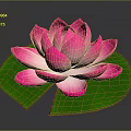 Blooming Pink Lotus Flower With Fresh Green Lily Pad On Dark Background