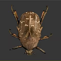 Brown Shiny Beetle Crawling On Dark Background With Detailed Exoskeleton Close Up View