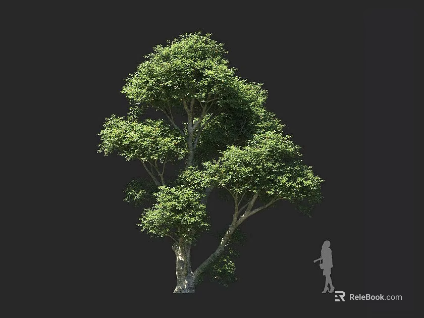 Tall Arbor With Lush Green Foliage And Spreading Branches Featuring Person Silhouette For Scale 3d model 