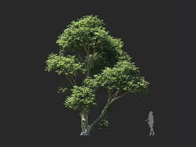 Tall Arbor With Lush Green Foliage And Spreading Branches Featuring Person Silhouette For Scale 3d model