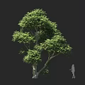 Tall Arbor With Lush Green Foliage And Spreading Branches Featuring Person Silhouette For Scale