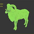Brown Ram Taxidermy With Large Curved Horns Standing On Dark Background With Reflection