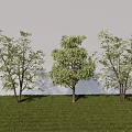 Three Arbor Trees With Green Leaves And Trunks On Gray Background 3d model