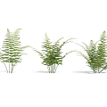 Fresh Green Fern Plants With Lush Leaves In Natural Arrangement For Interior Design