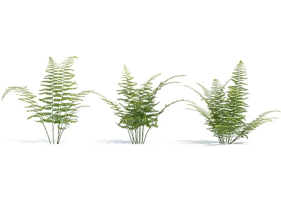 Fresh Green Fern Plants With Lush Leaves In Natural Arrangement For Interior Design 3d model