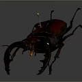Red and Dark Stag Beetle With Large Mandibles On Gray Background Close Up View