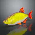 Vibrant Aquatic Animal With Yellow Red Body Orange Fins And Reflection On Dark Surface