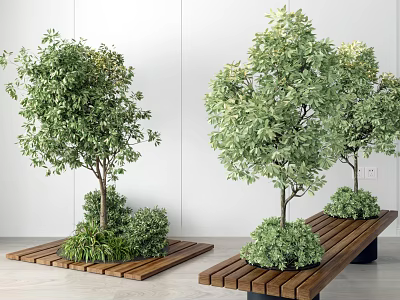 Bonsai Potted Plants On Wooden Platforms Against White Walls With Green Foliage And Various Sizes 3d model