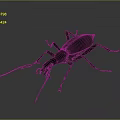 Black Beetle With Long Antennae And Legs On Dark Gradient Background